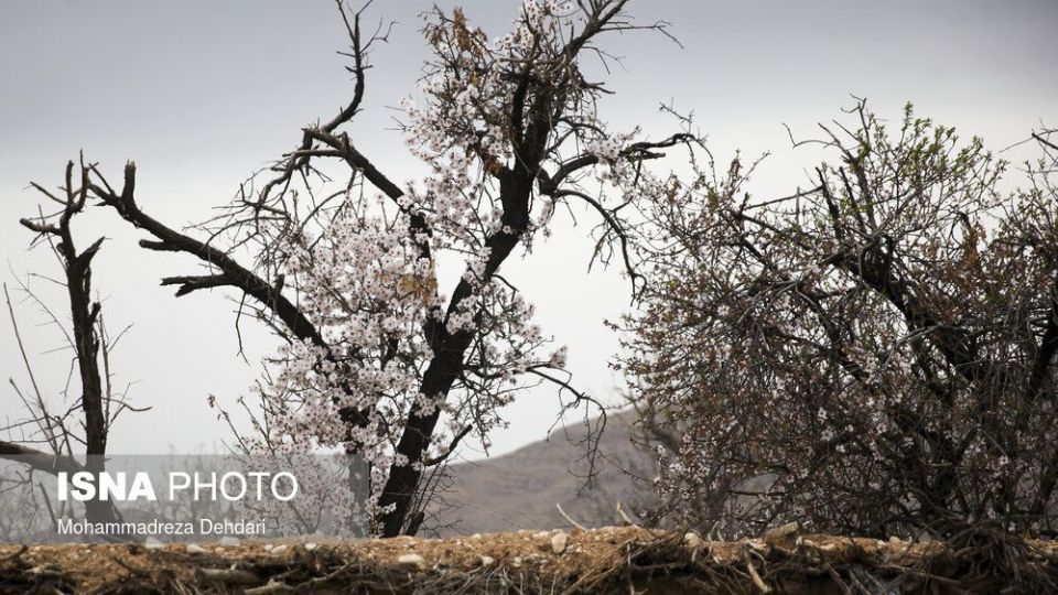شکفتن بهار در انتهای سال کرونایی شکفتن بهار در انتهای سال کرونایی