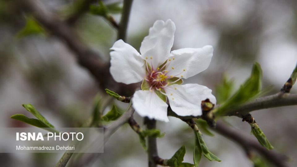 شکفتن بهار در انتهای سال کرونایی شکفتن بهار در انتهای سال کرونایی