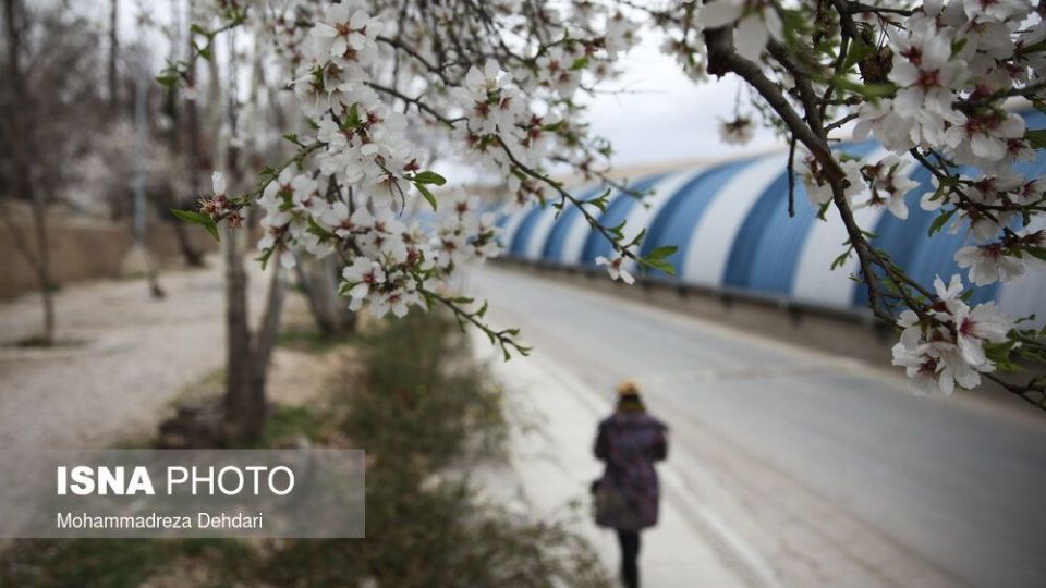 شکفتن بهار در انتهای سال کرونایی شکفتن بهار در انتهای سال کرونایی