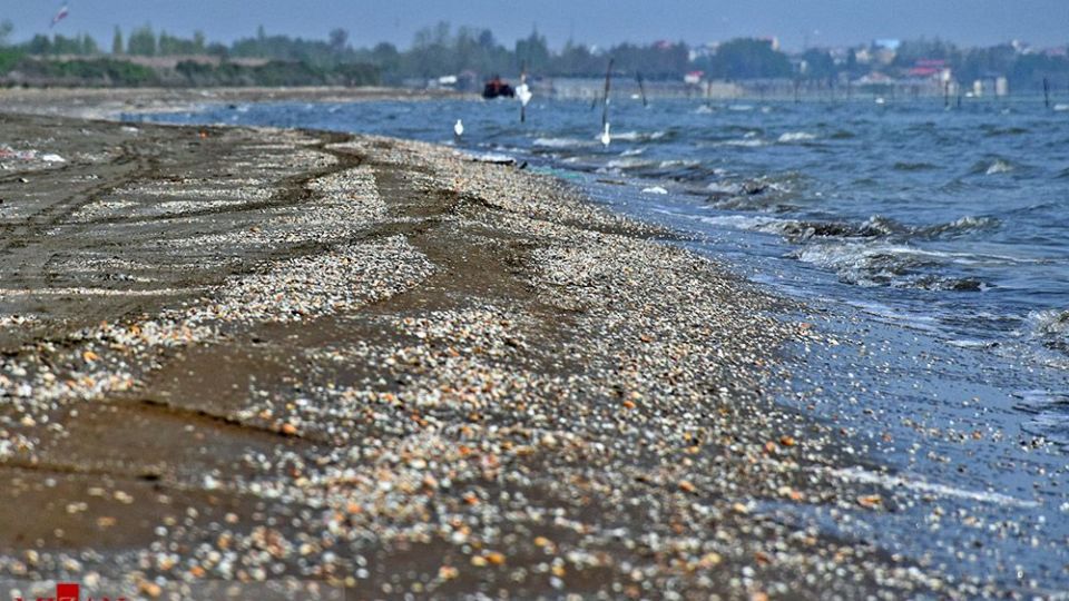 صدفهای خزری نیازمند حفاظت صدفهای خزری نیازمند حفاظت