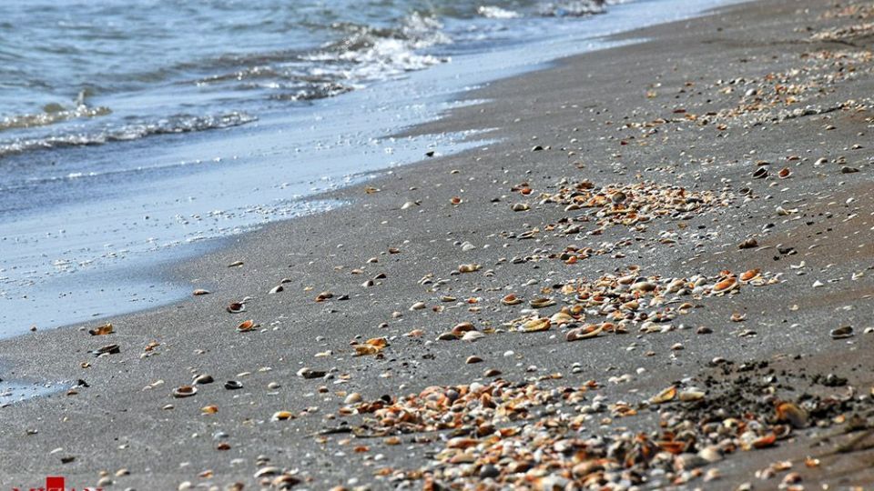 صدفهای خزری نیازمند حفاظت صدفهای خزری نیازمند حفاظت