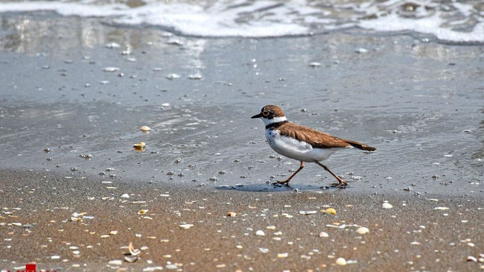 صدفهای خزری نیازمند حفاظت صدفهای خزری نیازمند حفاظت