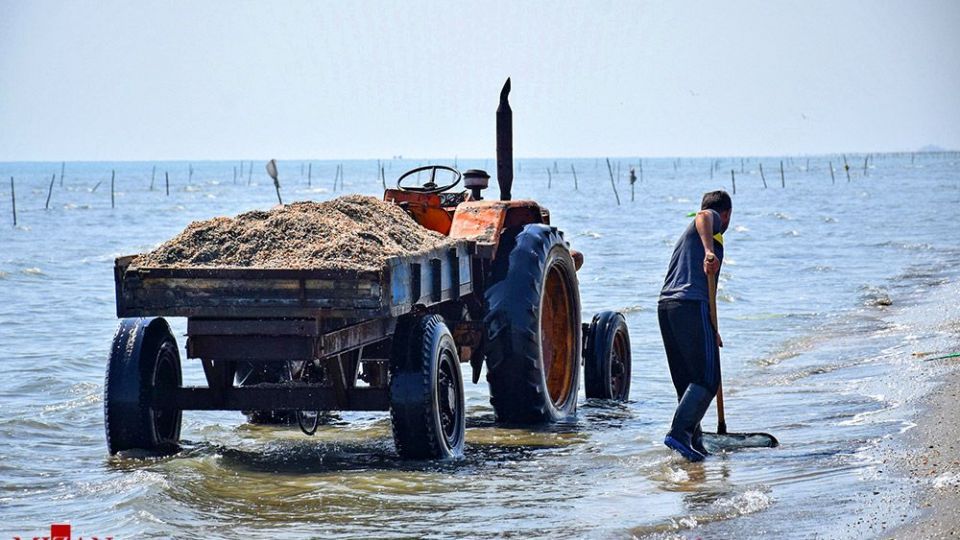 صدفهای خزری نیازمند حفاظت صدفهای خزری نیازمند حفاظت