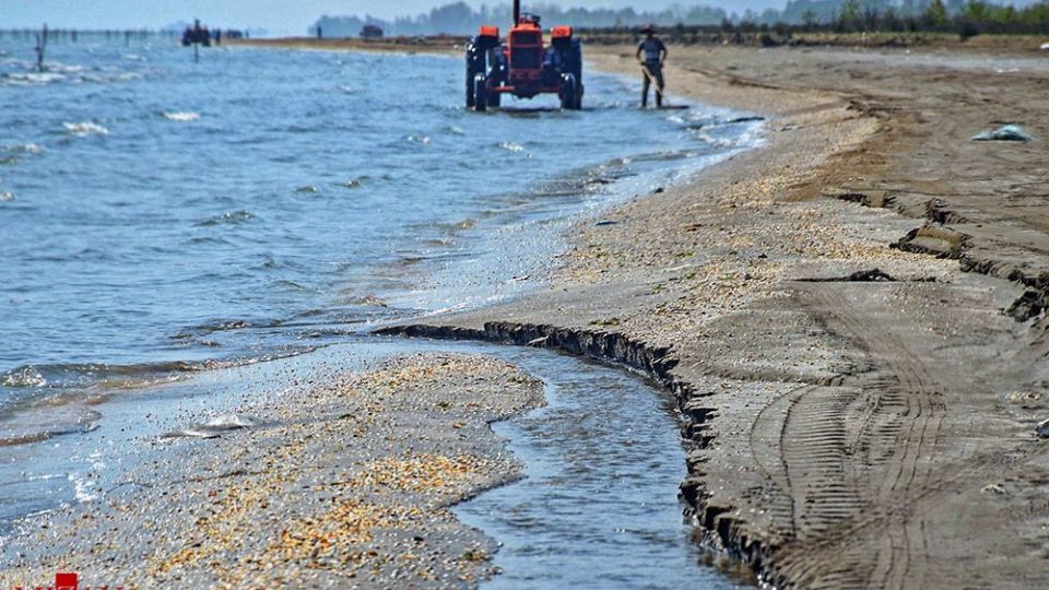 صدفهای خزری نیازمند حفاظت صدفهای خزری نیازمند حفاظت