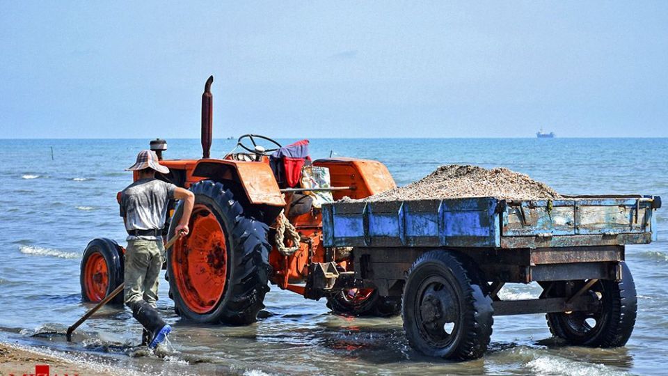 صدفهای خزری نیازمند حفاظت صدفهای خزری نیازمند حفاظت