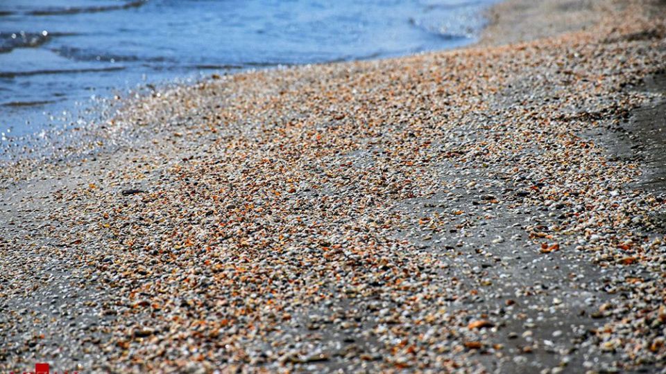 صدفهای خزری نیازمند حفاظت صدفهای خزری نیازمند حفاظت