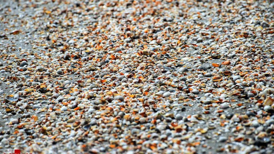 صدفهای خزری نیازمند حفاظت صدفهای خزری نیازمند حفاظت