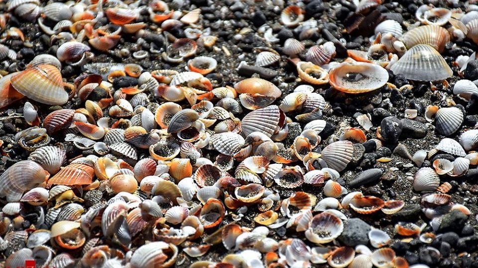 صدفهای خزری نیازمند حفاظت صدفهای خزری نیازمند حفاظت