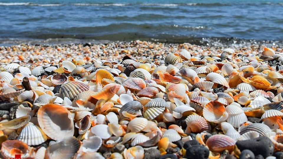 صدفهای خزری نیازمند حفاظت صدفهای خزری نیازمند حفاظت