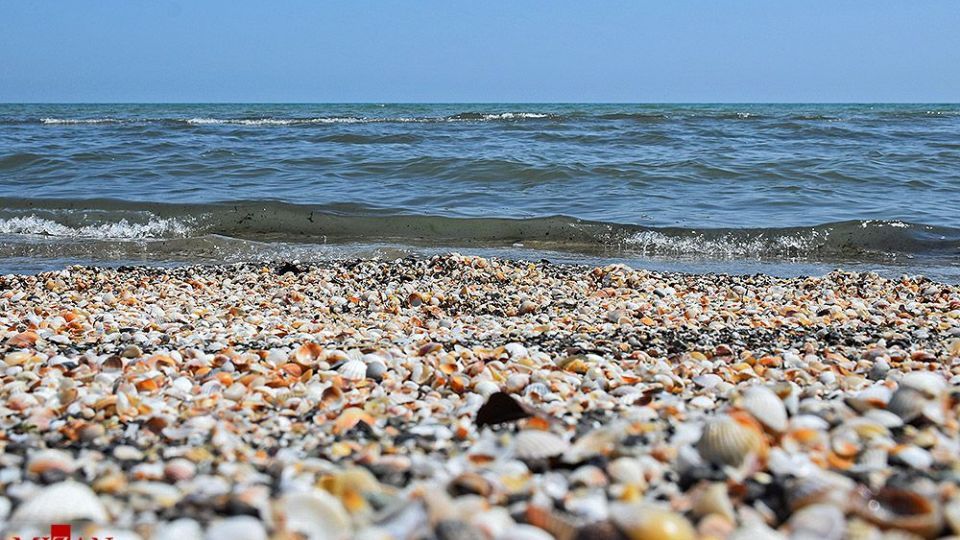 صدفهای خزری نیازمند حفاظت صدفهای خزری نیازمند حفاظت