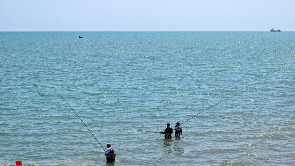 صدفهای خزری نیازمند حفاظت صدفهای خزری نیازمند حفاظت