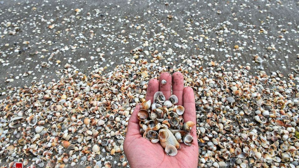 صدفهای خزری نیازمند حفاظت صدفهای خزری نیازمند حفاظت