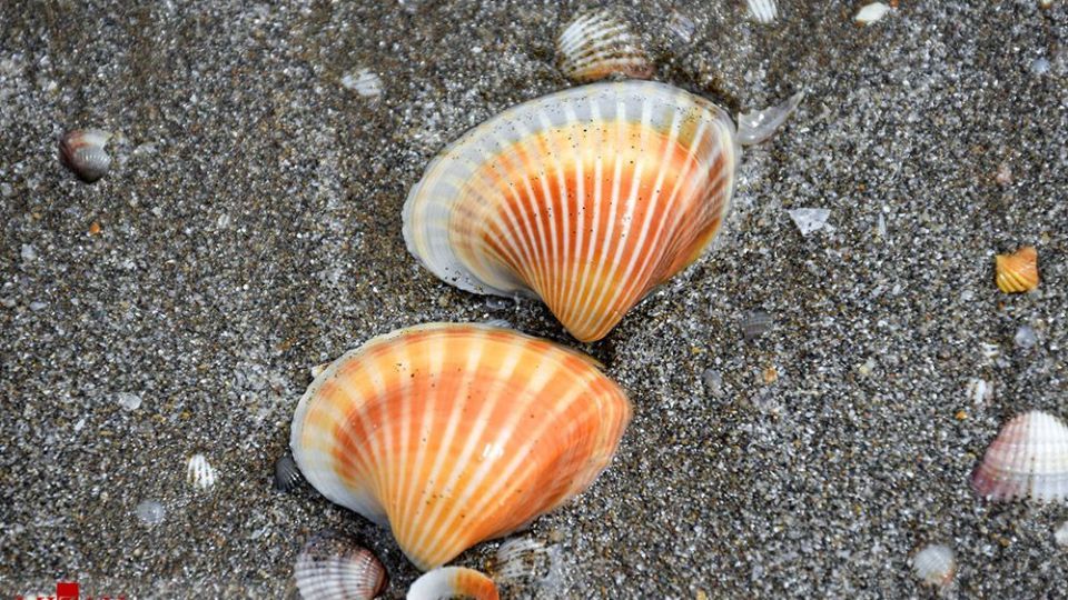 صدفهای خزری نیازمند حفاظت صدفهای خزری نیازمند حفاظت