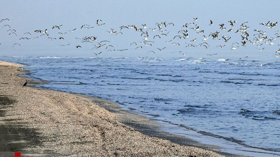 صدفهای خزری نیازمند حفاظت صدفهای خزری نیازمند حفاظت