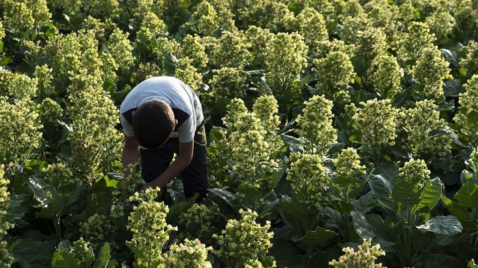 برداشت تنباکو - دشتستان بوشهر برداشت تنباکو - دشتستان بوشهر