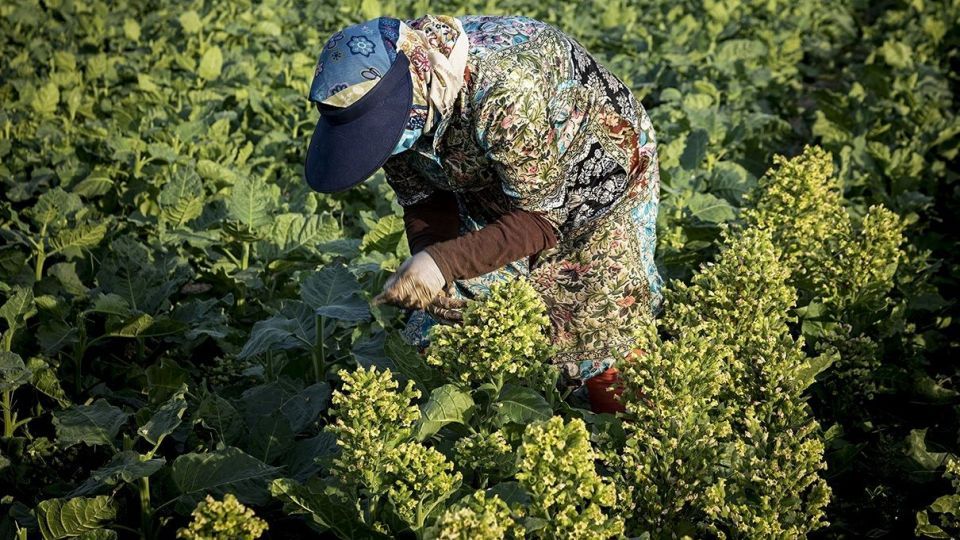 برداشت تنباکو - دشتستان بوشهر برداشت تنباکو - دشتستان بوشهر