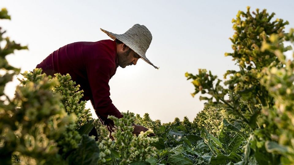 برداشت تنباکو - دشتستان بوشهر برداشت تنباکو - دشتستان بوشهر