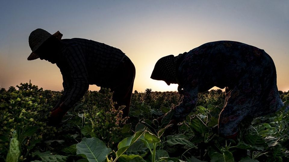 برداشت تنباکو - دشتستان بوشهر برداشت تنباکو - دشتستان بوشهر