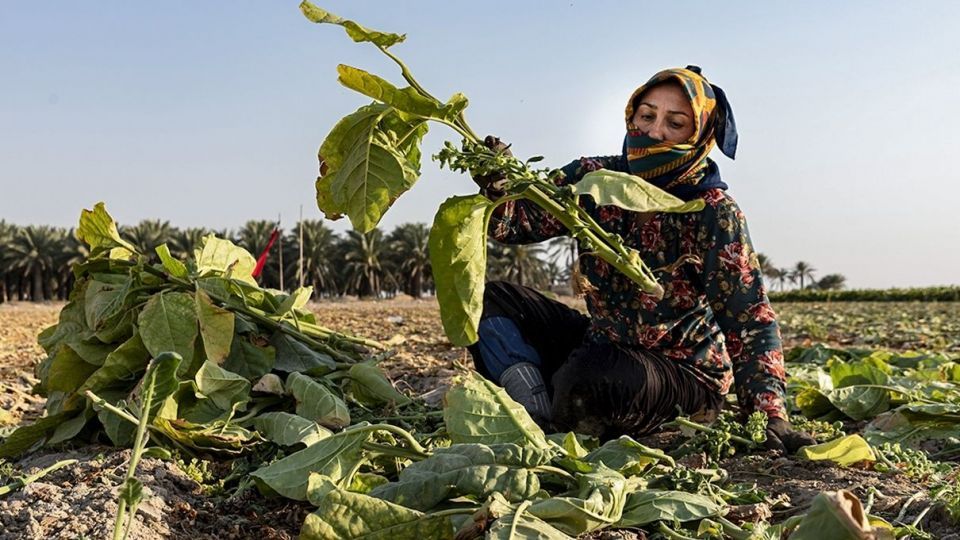 برداشت تنباکو - دشتستان بوشهر برداشت تنباکو - دشتستان بوشهر