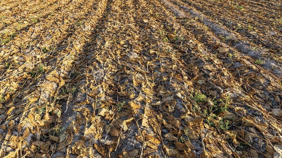 برداشت تنباکو - دشتستان بوشهر برداشت تنباکو - دشتستان بوشهر