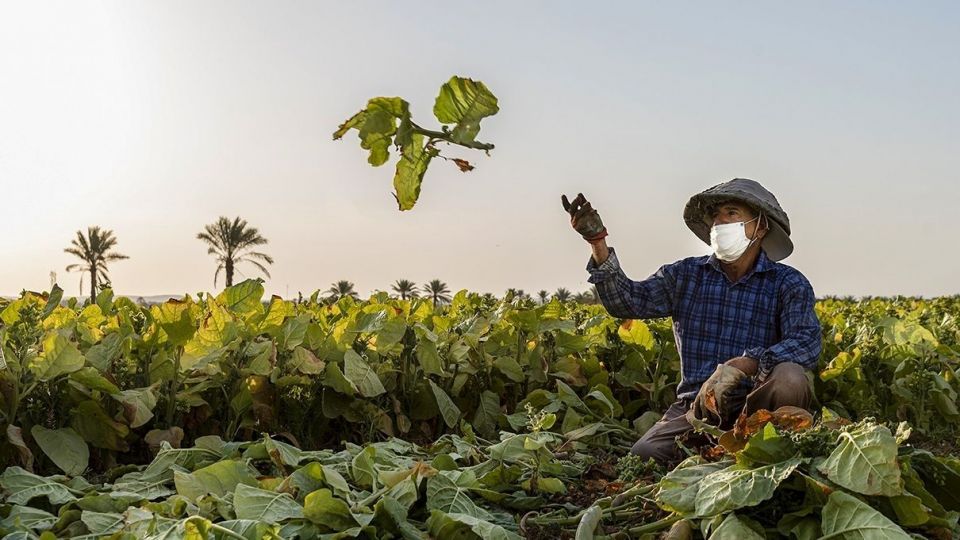 برداشت تنباکو - دشتستان بوشهر برداشت تنباکو - دشتستان بوشهر