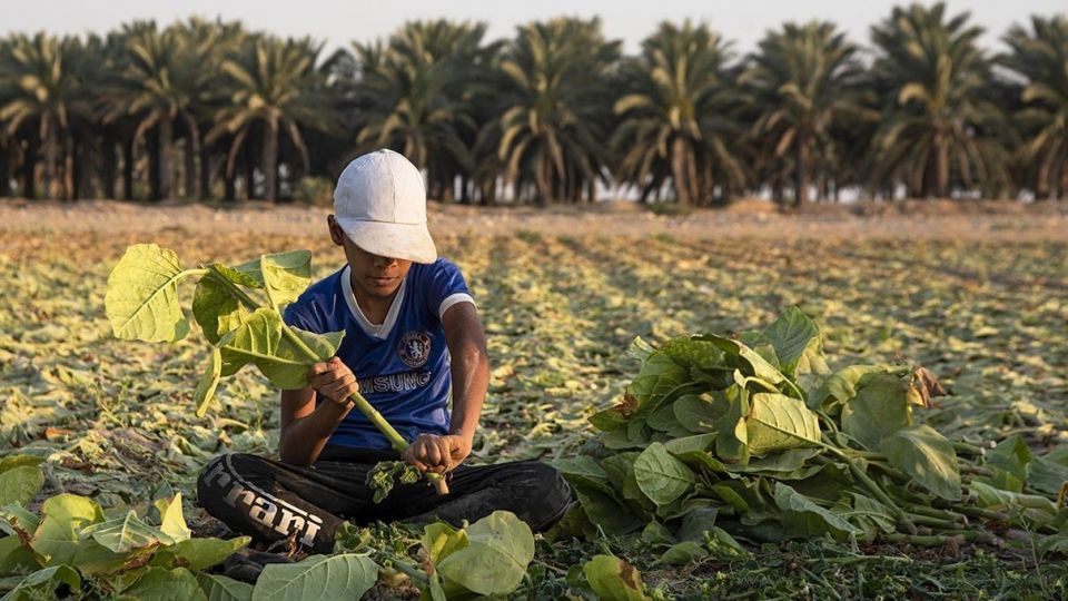 برداشت تنباکو - دشتستان بوشهر برداشت تنباکو - دشتستان بوشهر