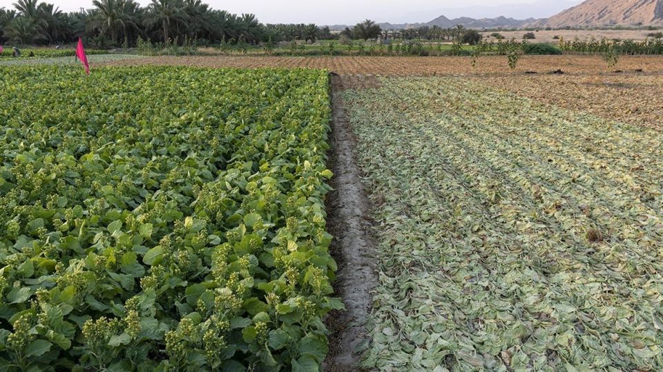 برداشت تنباکو - دشتستان بوشهر برداشت تنباکو - دشتستان بوشهر