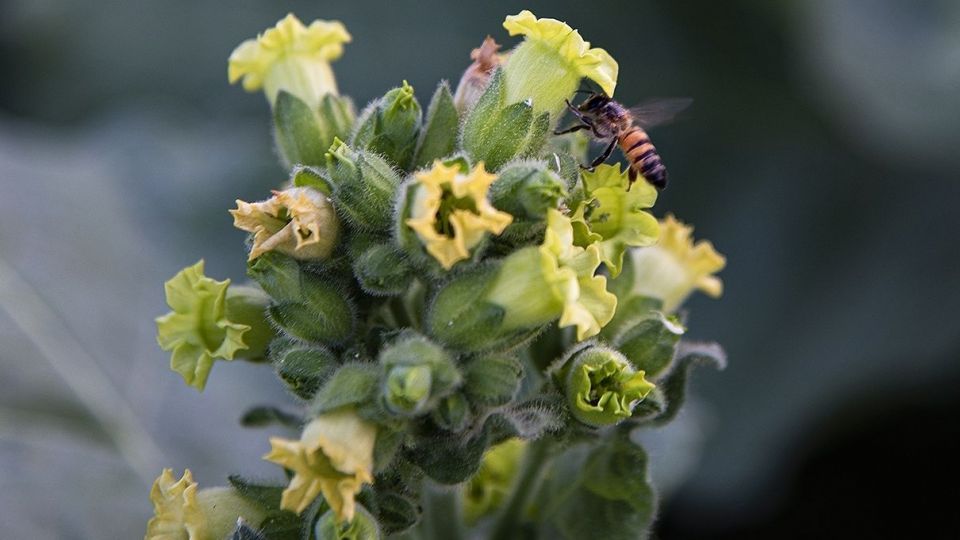 برداشت تنباکو - دشتستان بوشهر برداشت تنباکو - دشتستان بوشهر