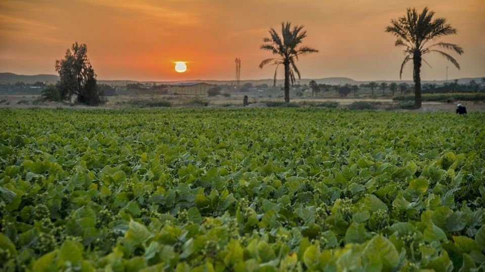 برداشت تنباکو - دشتستان بوشهر برداشت تنباکو - دشتستان بوشهر