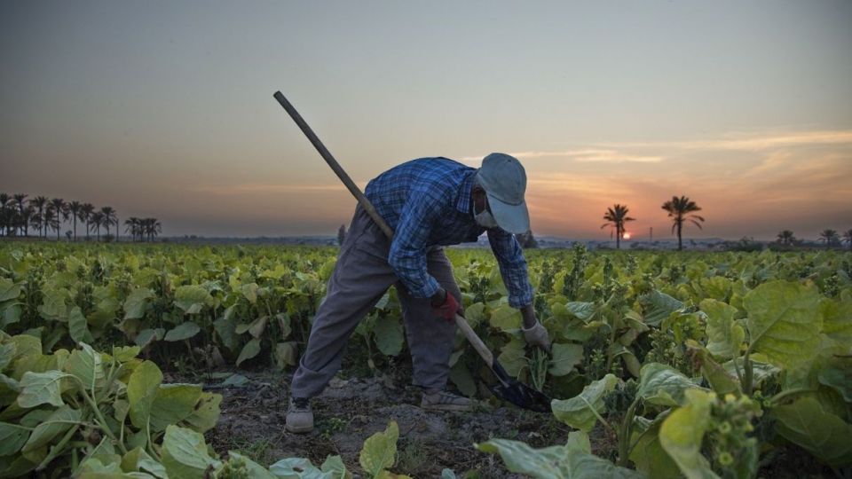 برداشت تنباکو - دشتستان بوشهر برداشت تنباکو - دشتستان بوشهر