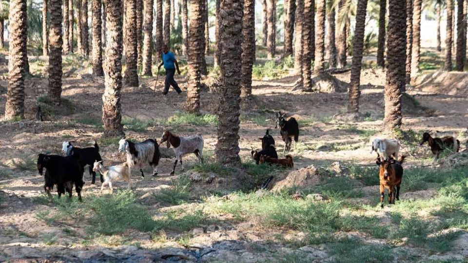 فرار از گرمای تابستان بوشهر فرار از گرمای تابستان بوشهر
