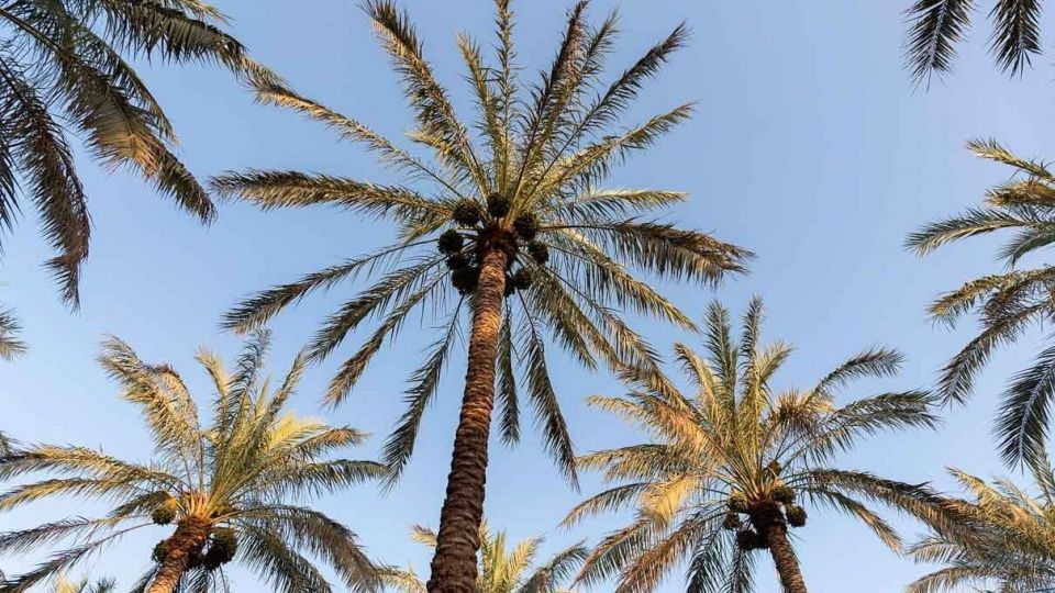 فرار از گرمای تابستان بوشهر فرار از گرمای تابستان بوشهر