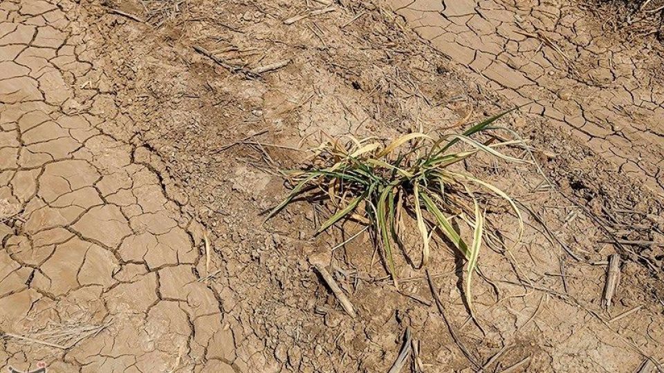 تشنگی مزارع نیشکر هفت تپه تشنگی مزارع نیشکر هفت تپه