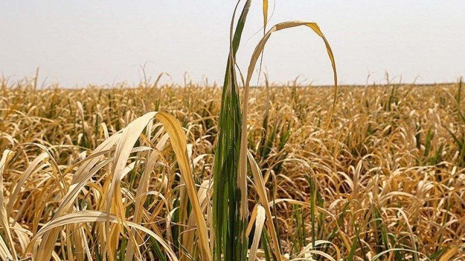 تشنگی مزارع نیشکر هفت تپه تشنگی مزارع نیشکر هفت تپه