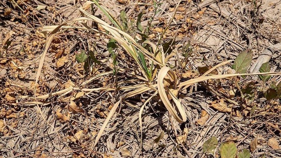 تشنگی مزارع نیشکر هفت تپه تشنگی مزارع نیشکر هفت تپه