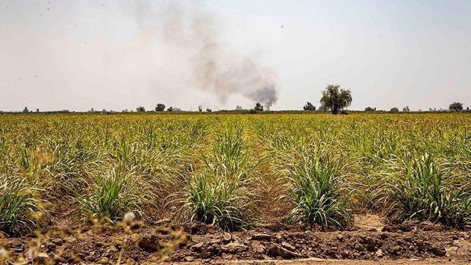 تشنگی مزارع نیشکر هفت تپه تشنگی مزارع نیشکر هفت تپه