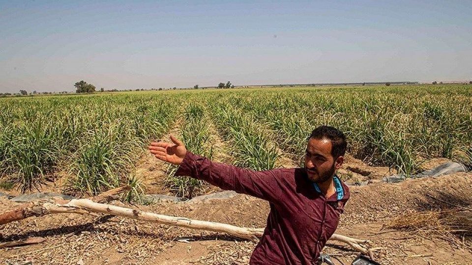 تشنگی مزارع نیشکر هفت تپه تشنگی مزارع نیشکر هفت تپه