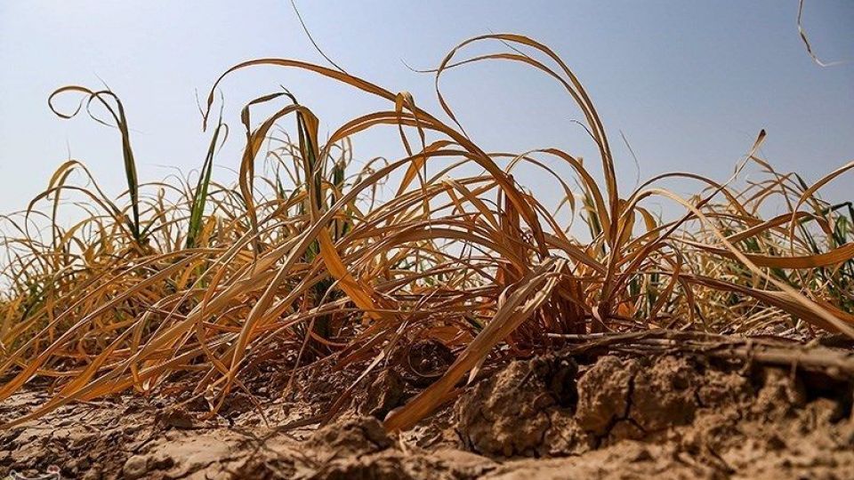 تشنگی مزارع نیشکر هفت تپه تشنگی مزارع نیشکر هفت تپه