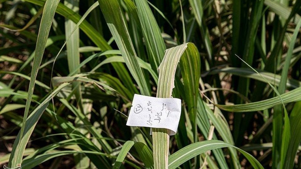 تشنگی مزارع نیشکر هفت تپه تشنگی مزارع نیشکر هفت تپه