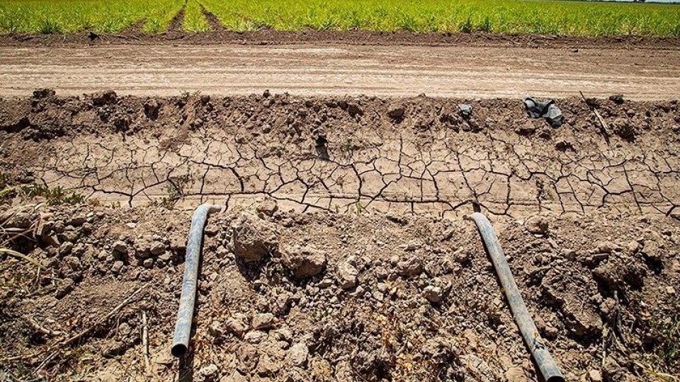 تشنگی مزارع نیشکر هفت تپه تشنگی مزارع نیشکر هفت تپه