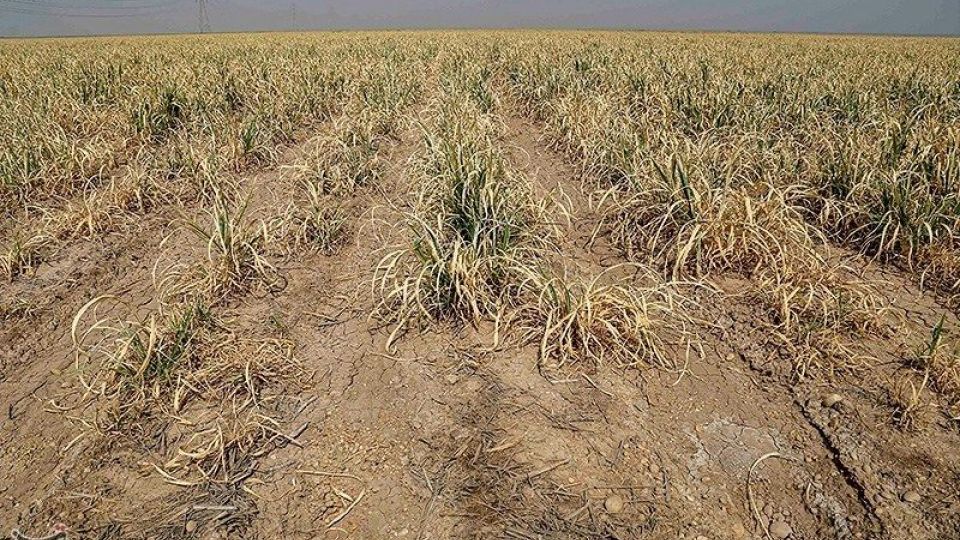 تشنگی مزارع نیشکر هفت تپه تشنگی مزارع نیشکر هفت تپه