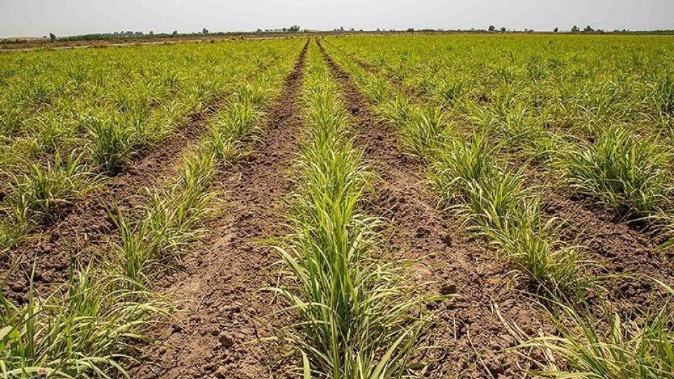 تشنگی مزارع نیشکر هفت تپه تشنگی مزارع نیشکر هفت تپه