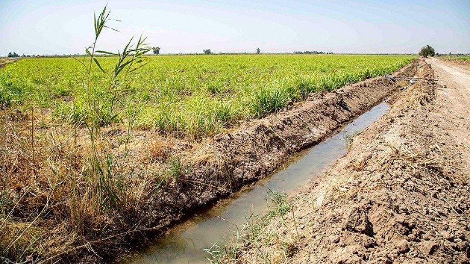 تشنگی مزارع نیشکر هفت تپه تشنگی مزارع نیشکر هفت تپه