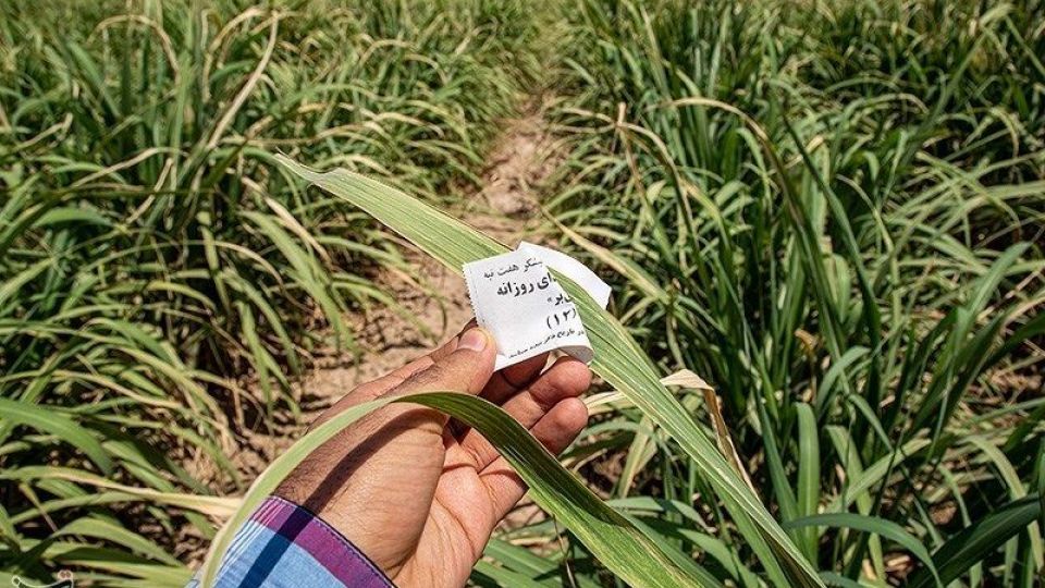 تشنگی مزارع نیشکر هفت تپه تشنگی مزارع نیشکر هفت تپه