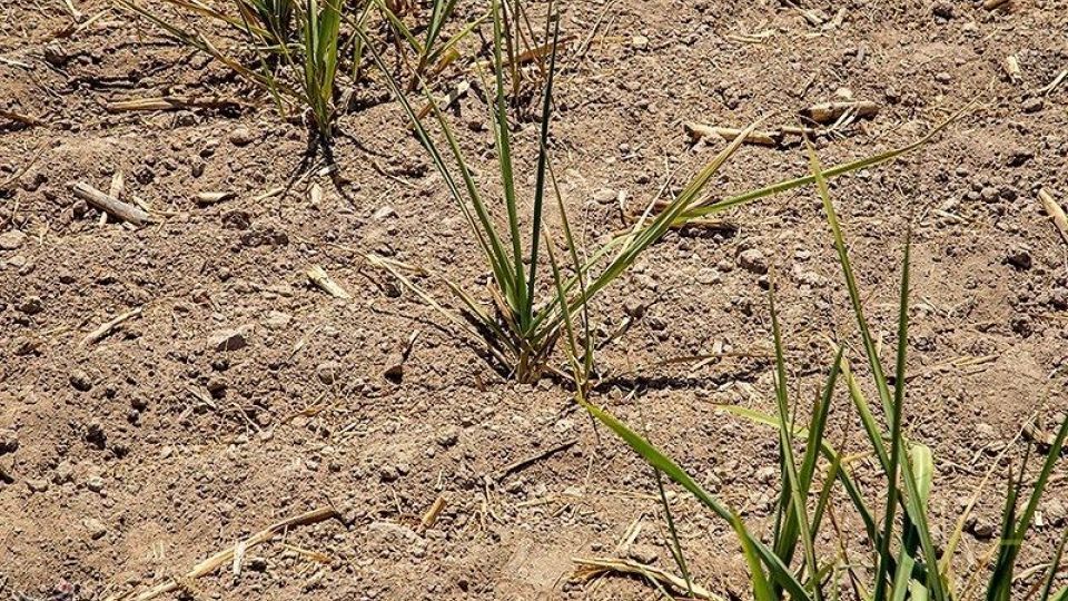 تشنگی مزارع نیشکر هفت تپه تشنگی مزارع نیشکر هفت تپه