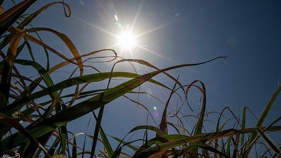 تشنگی مزارع نیشکر هفت تپه تشنگی مزارع نیشکر هفت تپه