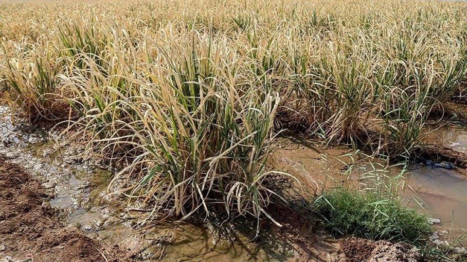 تشنگی مزارع نیشکر هفت تپه تشنگی مزارع نیشکر هفت تپه