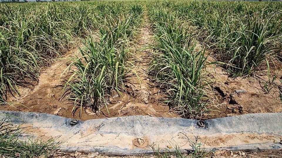 تشنگی مزارع نیشکر هفت تپه تشنگی مزارع نیشکر هفت تپه