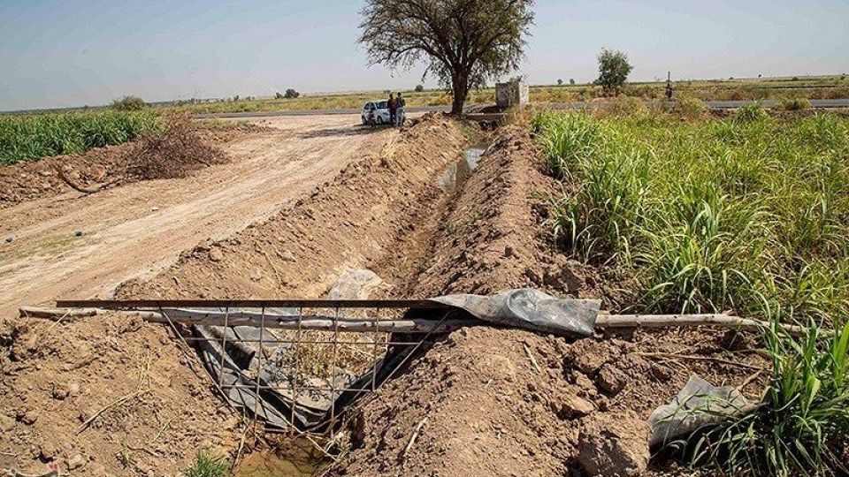 تشنگی مزارع نیشکر هفت تپه تشنگی مزارع نیشکر هفت تپه