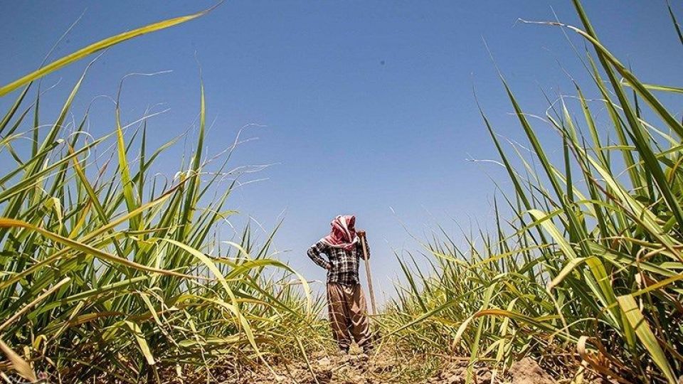 تشنگی مزارع نیشکر هفت تپه تشنگی مزارع نیشکر هفت تپه